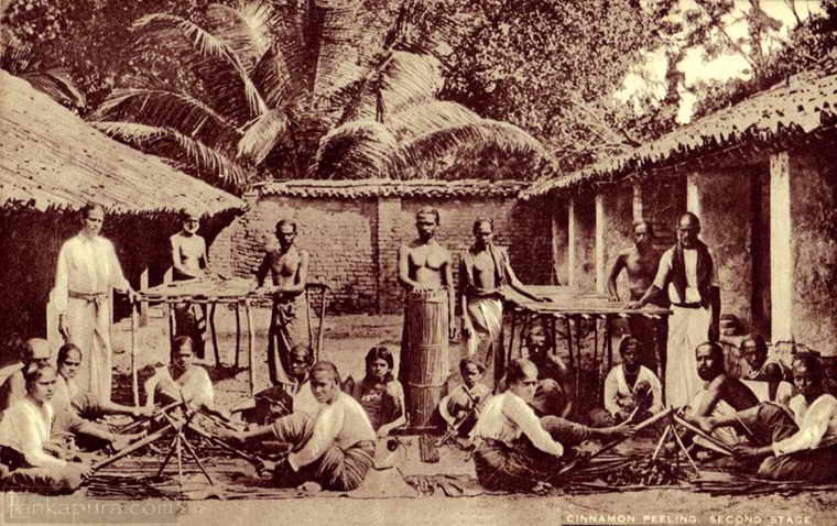 Ancient Ceylon Cinnamon